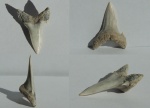 Зуб акулы Glueckmanotodus/или ранних Jaekelotodus