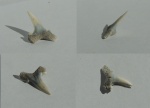 Зуб акулы Clerolamna