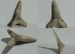 Зуб акулы Striatolamia Macrota
