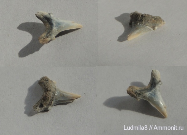 Челябинская область, зубы акул, Коркинский карьер