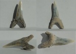 Зуб акулы Hypotodus cf. verticalis