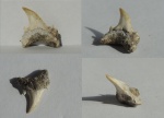 Зуб акулы Jaekelotodus / Borealotodus