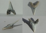 Зуб акулы Glueckmanotodus