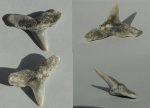 Зуб акулы Striatolamia