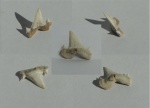 зуб акулы Isurolamna sp.