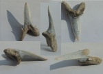 Зуб акулы ?Jaekelotodus/Borealotodus.
