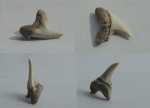 Зуб акулы
