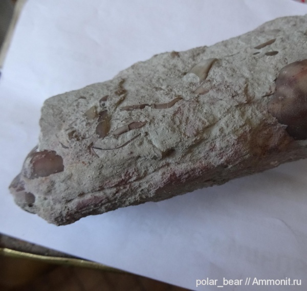 ордовик, Волхов