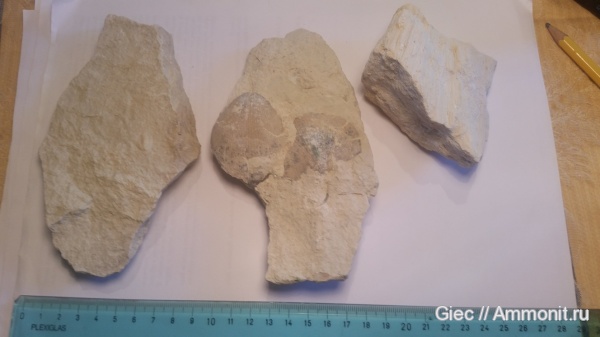 Choristites, Spiriferida