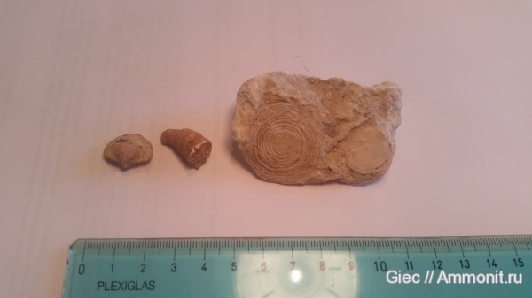 брахиоподы, фораминиферы