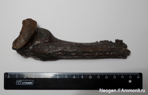 Silurus glanis, Сом