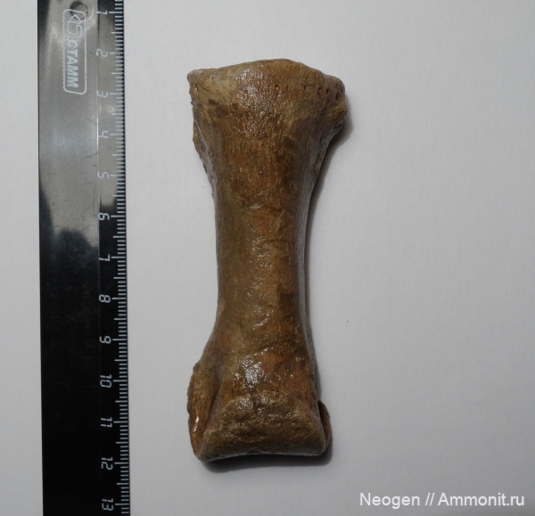 Верблюд, Paracamelus, Paracamelus alutensis