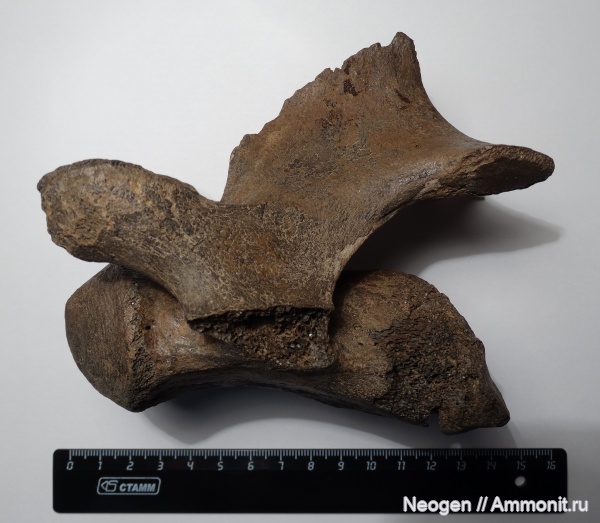 Хапровский фаунистический комплекс