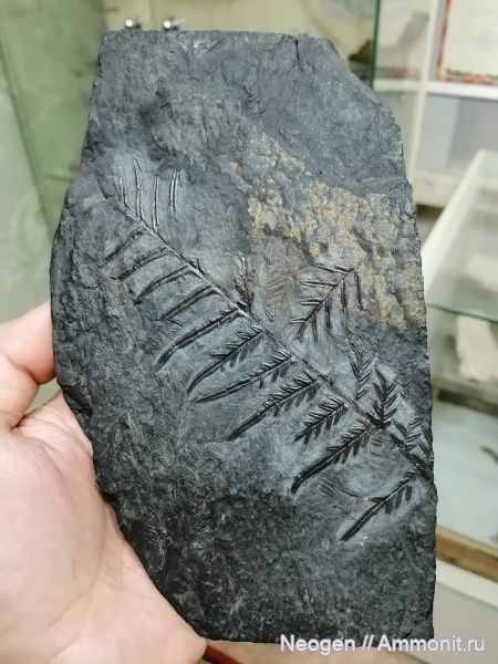 Птеридоспермы Карбона