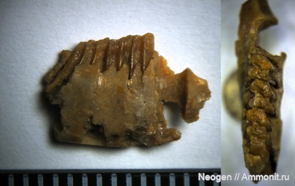 гиппарионовая фауна, понтический ярус, пролагус, Prolagus
