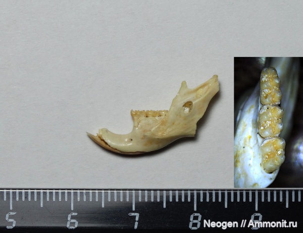 Белкинский фаунистический комплекс