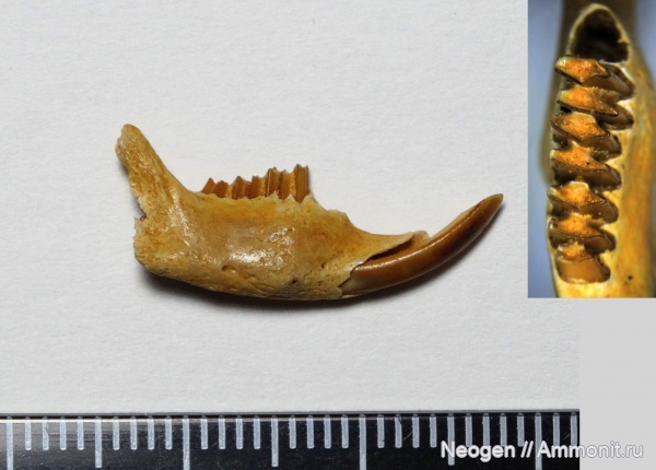 гиппарионовая фауна, Пищуха, Ochotona