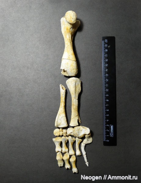 черепахи, гиппарионовая фауна, Chelydropsis