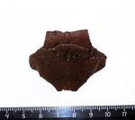 Европейская болотная черепаха Emys orbicularis Linnaeus, 1758.