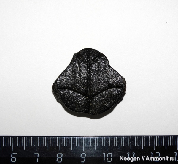 черепахи, Азиатские пресноводные черепахи, Энтопластрон