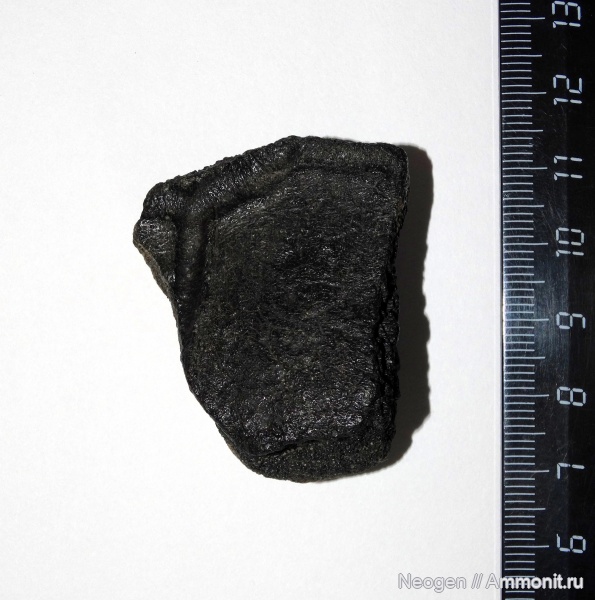 черепахи, Chelydropsis, Хелидропсис