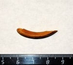 Трогонтериевый бобр Trogontherium minutum von Meyer, 1838.