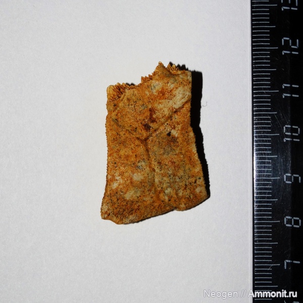 рептилии, черепахи, гиппарионовая фауна, Emydidae, Американские пресноводные черепахи