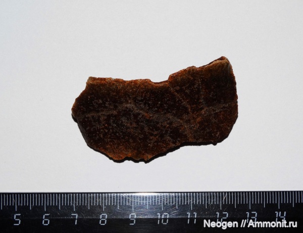 рептилии, черепахи, гиппарионовая фауна, Testudinidae, Сухопутные черепахи