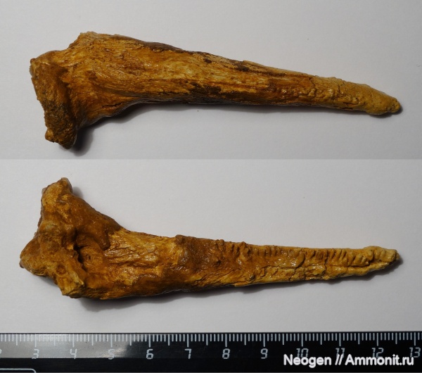 рыбы, гиппарионовая фауна, Сом, Silurus cf. glanis