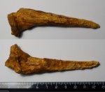 Сом Silurus cf. glanis Linnaeus, 1758.