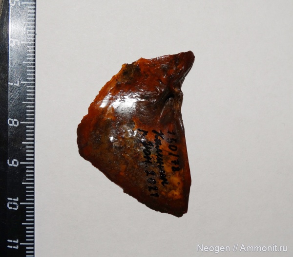 рыбы, Линь, Tinca tinca