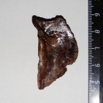 Лещ Abramis brama Linnaeus, 1758.