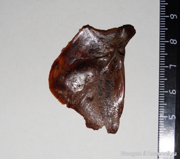 рыбы, Жерех, Aspius aspius