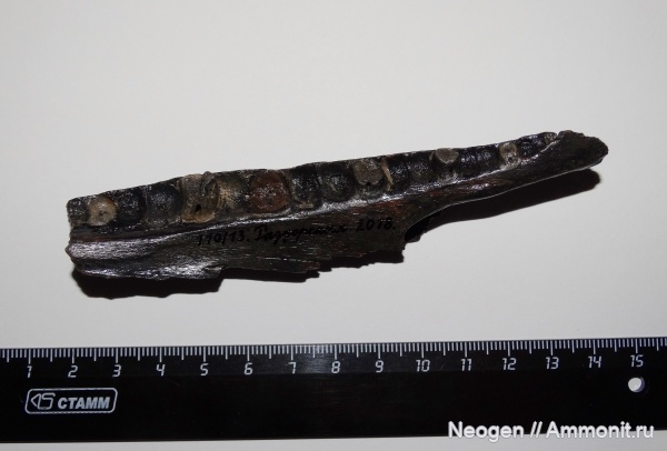 рыбы, Щука, Esox lucius