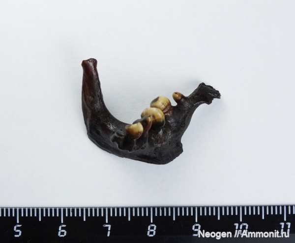 рыбы, Обыкновенная плотва, Rutilus rutilus