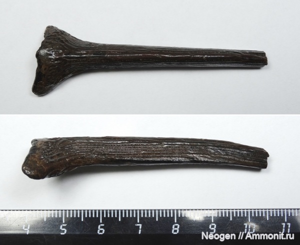 рыбы, Стерлядь, Acipenser ruthenus