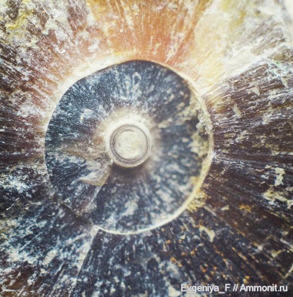 белемниты, ростры