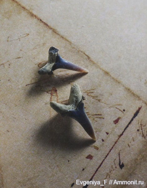 зубы, акулы