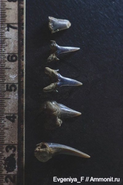 мел, зубы, акулы