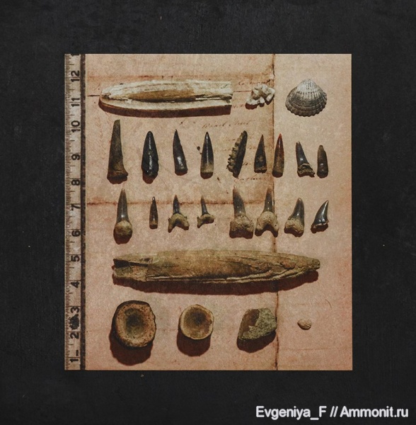 зубы, позвонки