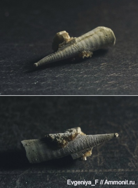 фрагмоконы, протоконх