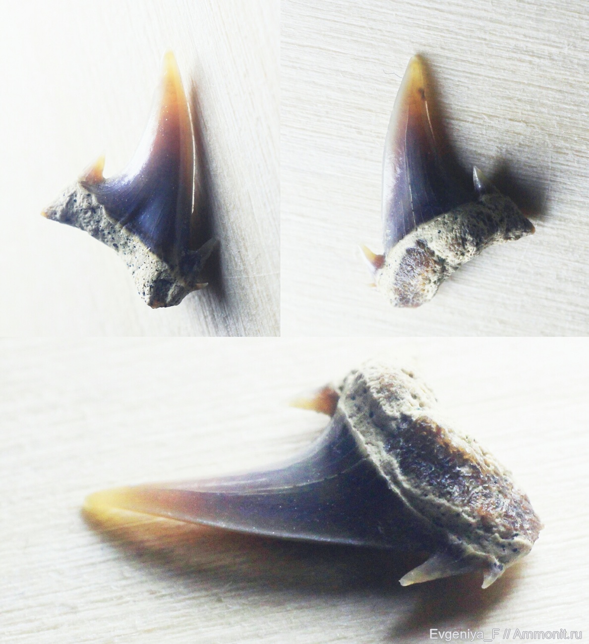 Зуб акулы - Зубы