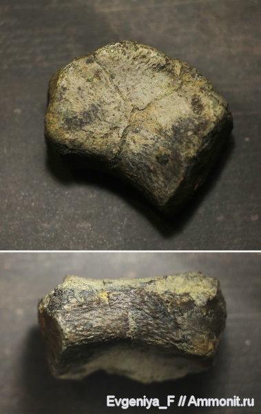 плезиозавры, кости