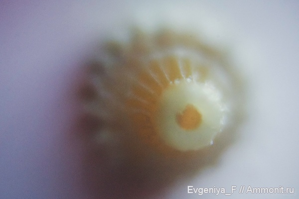 фораминиферы, Foraminifera