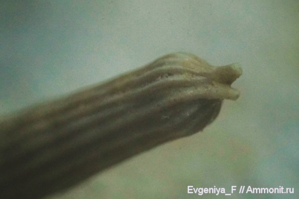 фораминиферы, Foraminifera
