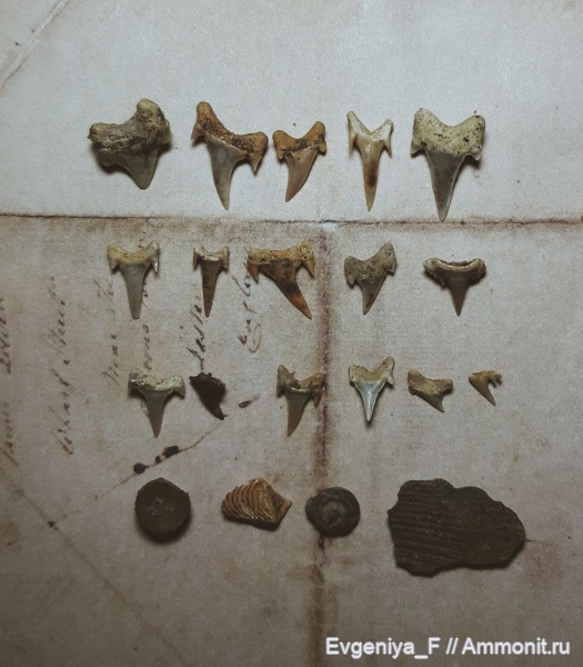 зубы, позвонки