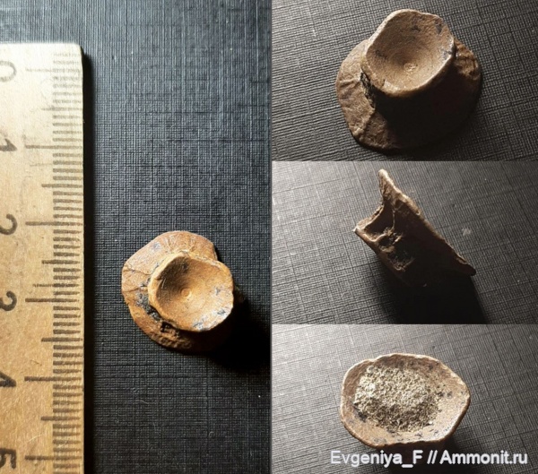 рыбы, позвонки