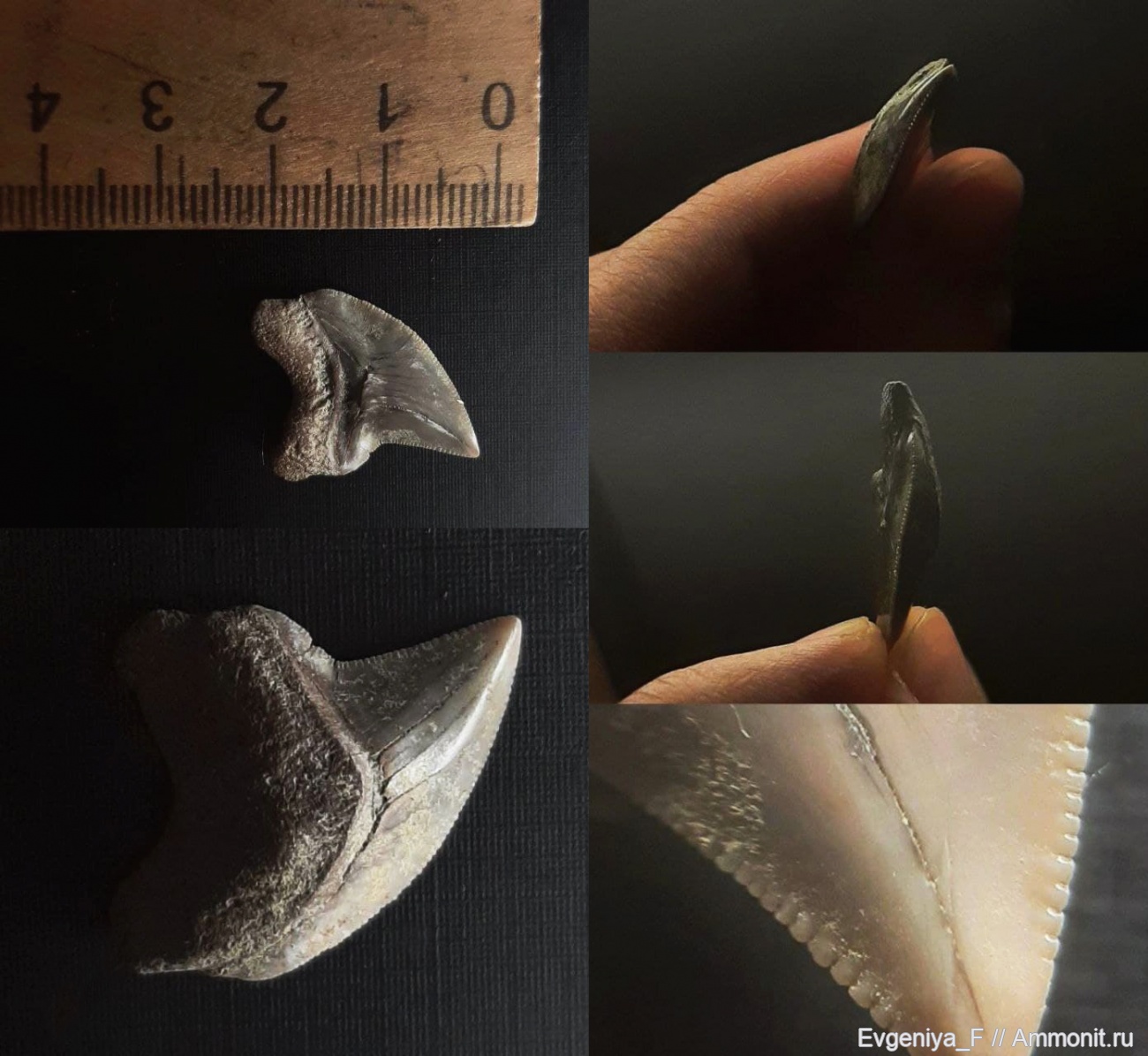 Зуб акулы - Зубы