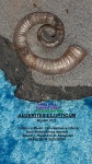 ALGERITES ELLIPTICUM