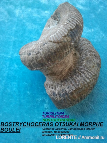 Bostrychoceras, Turrilitina, Turrilitoidea, Nostoceratidae